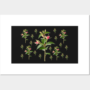 Fuchsia 'Princess Charlotte' Posters and Art